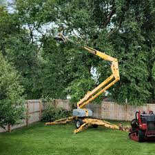 How Our Tree Care Process Works  in  Holdrege, NE