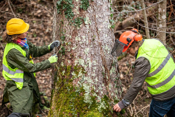 Trusted Holdrege, NE Tree Services Experts