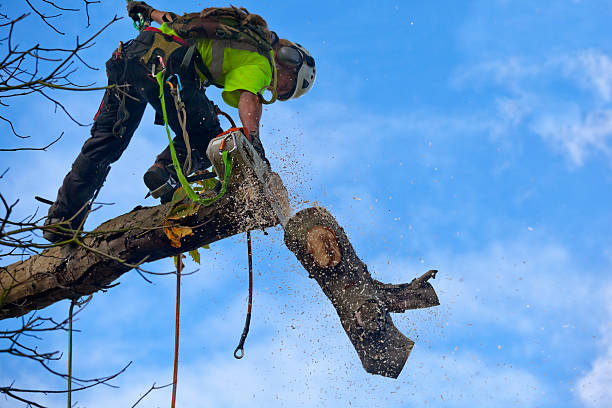 Mulching Services in Holdrege, NE